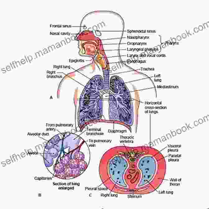 A Cross Section Of The Human Respiratory System, Highlighting The Lungs, Trachea, And Nasal Passages. The Unseen Body: A Doctor S Journey Through The Hidden Wonders Of Human Anatomy