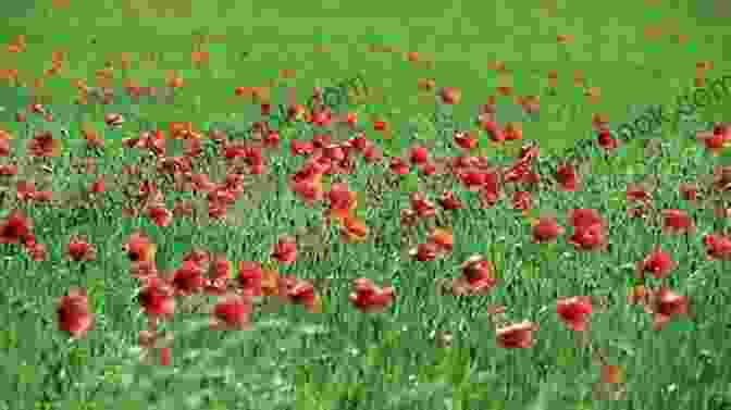 A Field Of Red Poppies Swaying In The Wind Fields Guide To Assassins (The Poppy Fields Adventures 2)