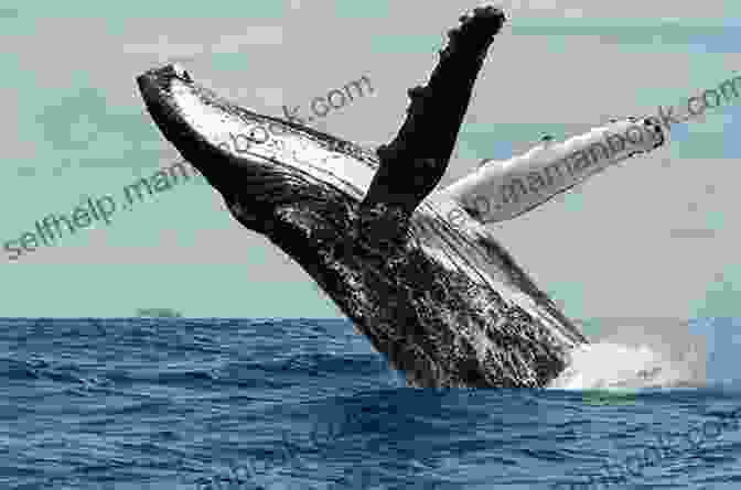 A Humpback Whale Breaches The Surface Of The Ocean Pasha (Kydd Sea Adventures 15)