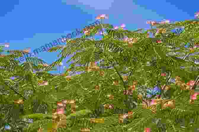 A Large, Spreading Silk Tree With Delicate Pink Flowers And Fern Like Leaves. The Silk Tree (Moments Of History 1)
