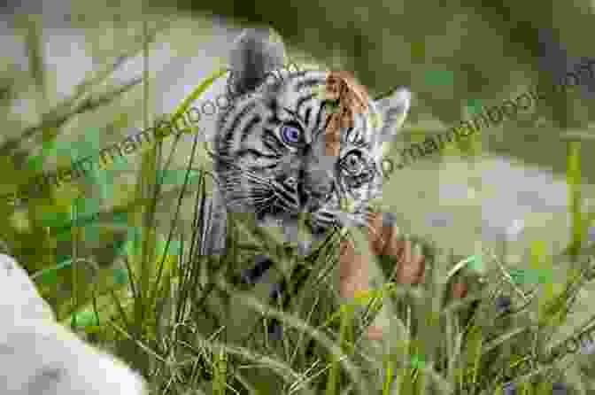 A Majestic Tiger Cub Growling In The Wilderness Success Interpreted As Failure: Memoirs Of A Tiger Cub