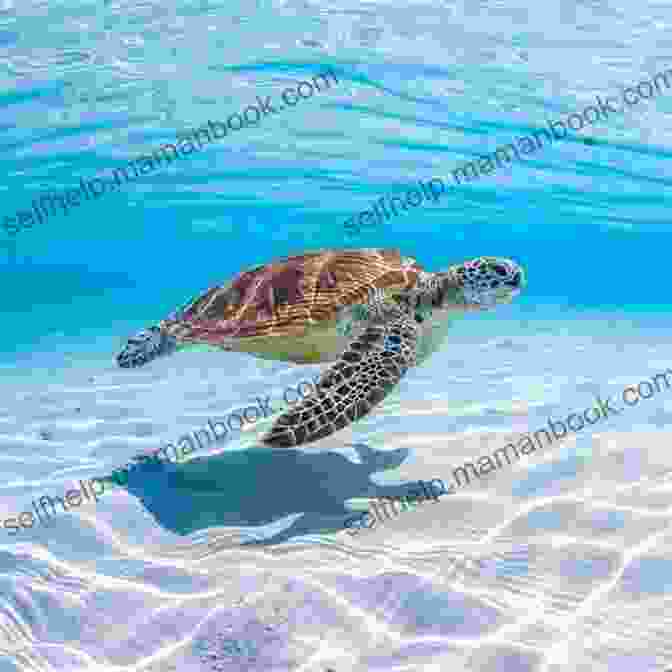 A Sea Turtle Swimming In The Clear Waters Of The British Virgin Islands Admiral S Daughter: A Kydd Sea Adventure (Kydd Sea Adventures 8)