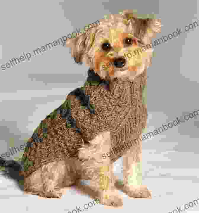 Image Of A Pet Wearing A Stylish Sweater Made From Yarn. Hip Hamster Projects: Lots Of Cool Craft Projects Inside (Pet Projects)