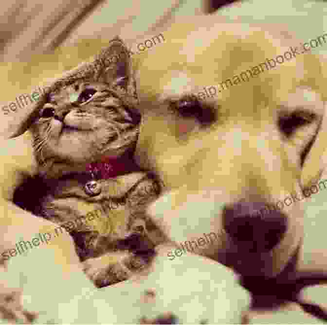Otto, A Golden Retriever, And Liam, A Tabby Cat, Cuddling On A Blanket. The Of Otto And Liam