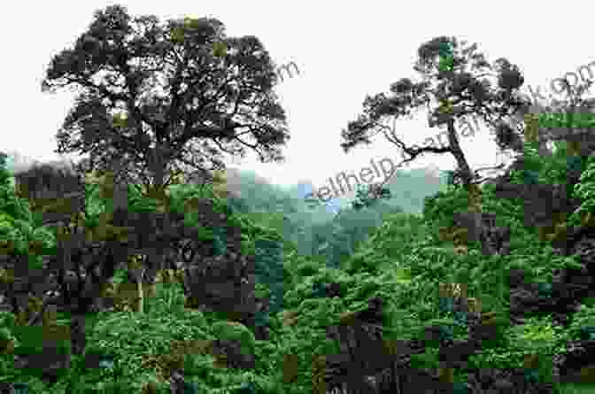 Tropical Rainforest With Towering Trees And Dense Vegetation The Trip Of A Lifetime (Caribbean 6)